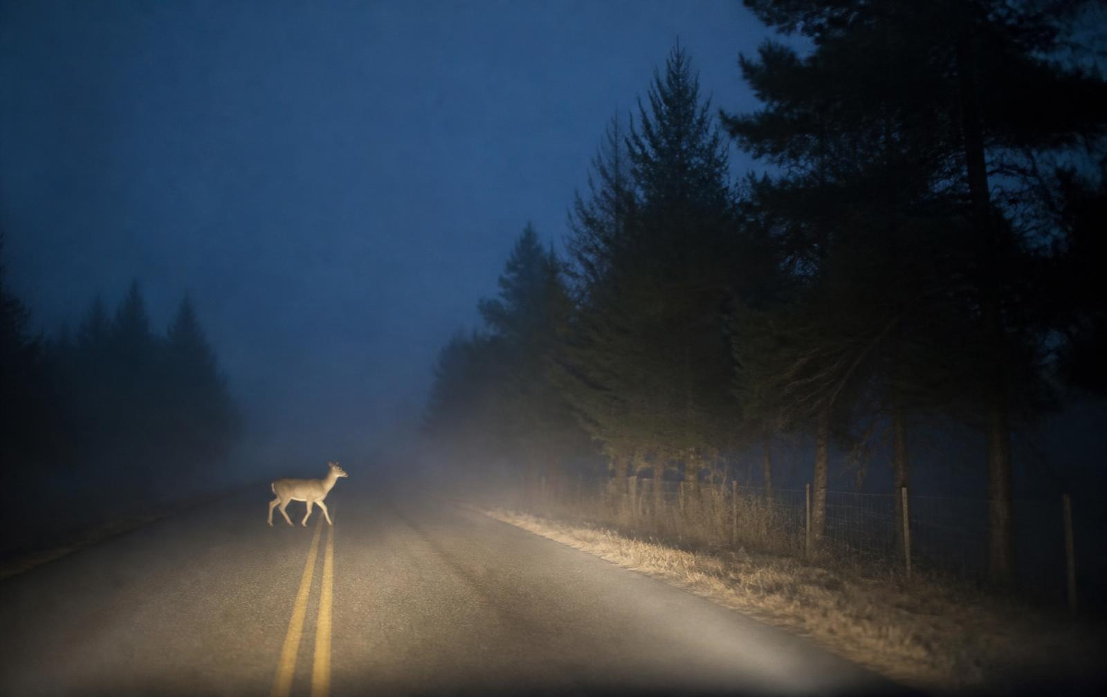 A deer runs into the front bumper on a rural road.